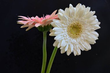 Koyu arkaplanda güzel Gerbera çiçekleri, yakın görüş 