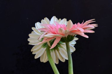 Koyu arkaplanda güzel Gerbera çiçekleri, yakın görüş 