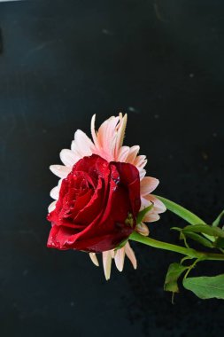 Güzel gül ve Gerbera çiçeklerinin yakın görüntüsü