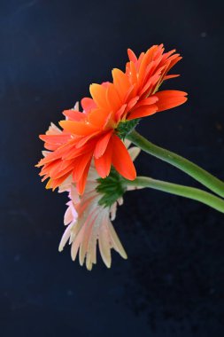 Koyu arkaplanda güzel Gerbera çiçekleri, yakın görüş 