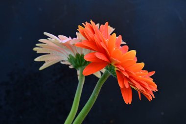 Koyu arkaplanda güzel Gerbera çiçekleri, yakın görüş 