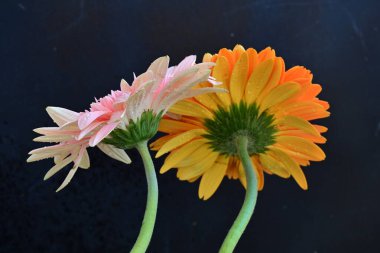 Koyu arkaplanda güzel Gerbera çiçekleri, yakın görüş 