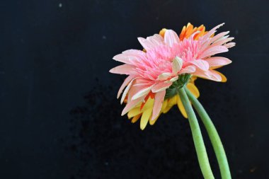 Koyu arkaplanda güzel Gerbera çiçekleri, yakın görüş 