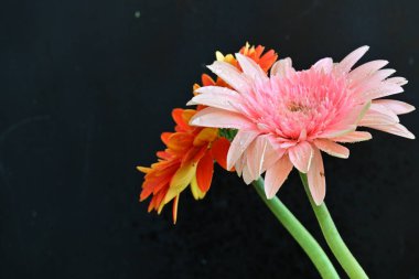 Koyu arkaplanda güzel Gerbera çiçekleri, yakın görüş 
