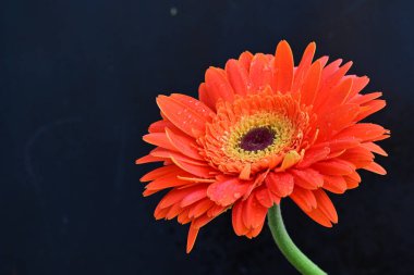 Koyu arkaplanda güzel Gerbera çiçeği, yakın görüş 
