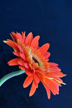 Koyu arkaplanda güzel Gerbera çiçeği, yakın görüş 