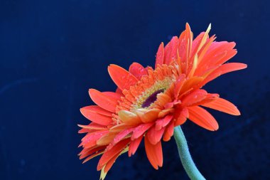 Koyu arkaplanda güzel Gerbera çiçeği, yakın görüş 