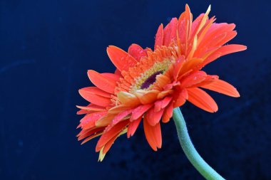 Koyu arkaplanda güzel Gerbera çiçeği, yakın görüş 