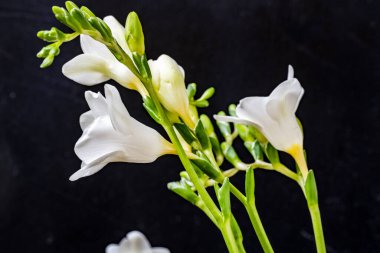 Siyah arkaplanda frezya çiçeklerini kapat 