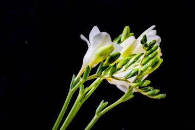 Siyah arkaplanda frezya çiçeklerini kapat 