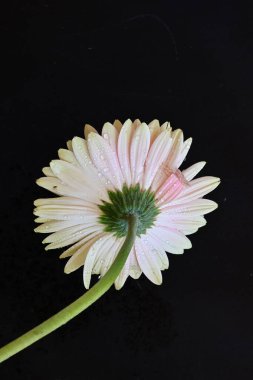 gerbera çiçeği siyah arkaplanda 