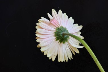 gerbera çiçeği siyah arkaplanda 