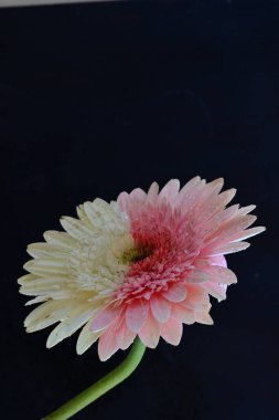 gerbera çiçeği siyah arkaplanda 