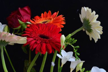 Siyah stüdyo arka planında güzel çiçekler