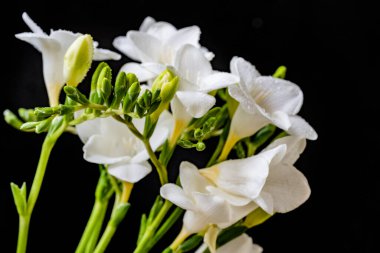 Siyah arkaplanda beyaz frezya çiçekleri 