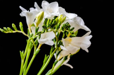 Siyah arkaplanda beyaz frezya çiçekleri