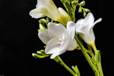 Siyah arkaplanda beyaz frezya çiçekleri 