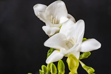 Siyah arkaplanda beyaz frezya çiçekleri 