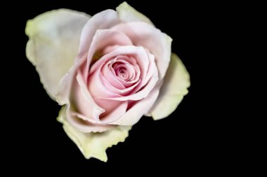 Siyah üzerine pembe gül