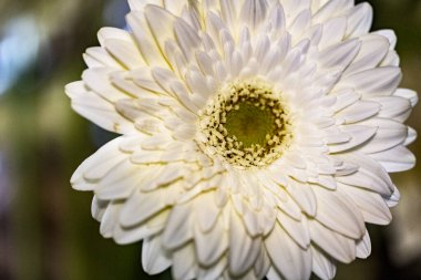 Bahçedeki güzel Gerbera çiçeği 