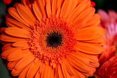 Bahçedeki güzel Gerbera çiçeği 