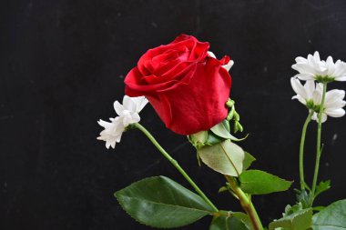 Siyah arka planda beyaz çiçekli kırmızı gül
