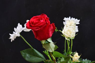 Siyah arka planda beyaz çiçekli kırmızı gül