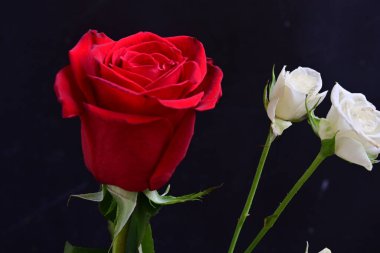 Siyah arka planda güzel bir buket çiçek.