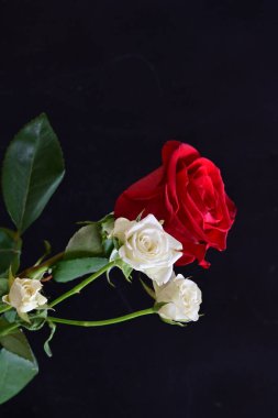 Siyah arka planda güzel bir buket çiçek.