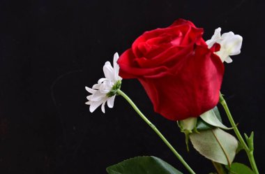 Siyah arka planda güzel bir buket çiçek.