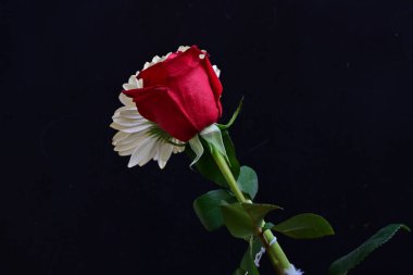 Siyah arka planda güzel bir buket çiçek.