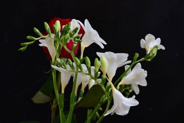 Siyah arka planda güzel bir buket çiçek.