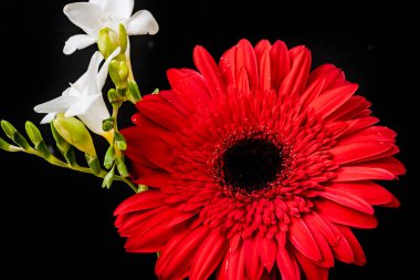 Koyu arkaplanda güzel gerbera ve frezya çiçekleri, yaz konsepti, yakın görüş