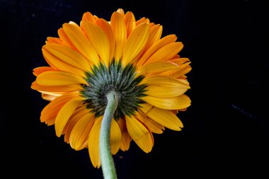 Bahçedeki güzel Gerbera çiçeği 