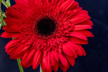 Bahçedeki güzel Gerbera çiçeği 