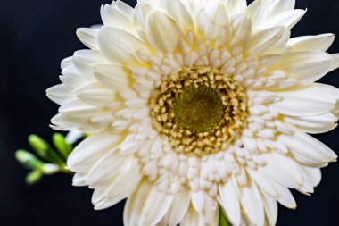 Bahçedeki güzel Gerbera çiçeği 