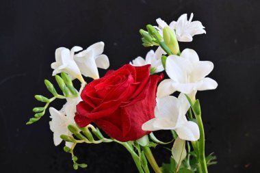 gül ve frezya çiçekleri siyah arkaplanda