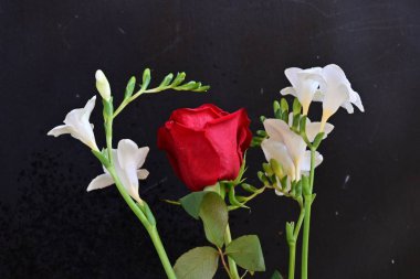 gül ve frezya çiçekleri siyah arkaplanda