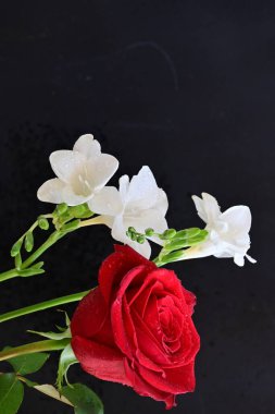 gül ve frezya çiçekleri siyah arkaplanda