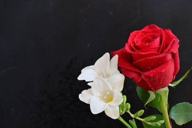 gül ve frezya çiçekleri siyah arkaplanda