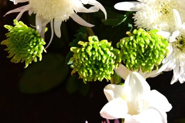 güzel kasımpatı çiçekleri - yakın - yakın -.  