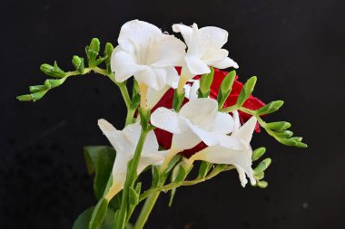 Siyah arka planda güzel bir buket çiçek.