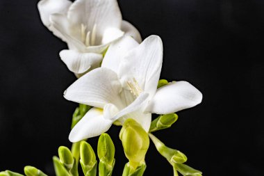 Siyah arka planda güzel bir buket çiçek.