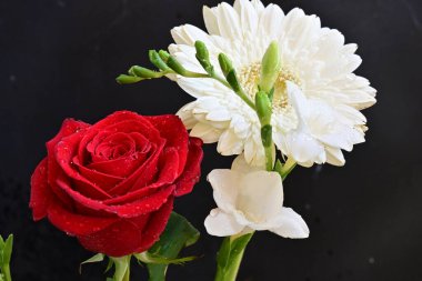 Güzel bir frezya buketi, gül ve gerbera çiçekleri siyah arka planda