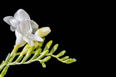 Koyu arkaplanda izole edilmiş güzel çiçeklerin yakın görüntüsü