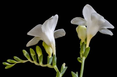 Koyu arkaplanda izole edilmiş güzel çiçeklerin yakın görüntüsü