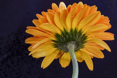 Koyu arkaplanda izole edilmiş güzel çiçeklerin yakın görüntüsü