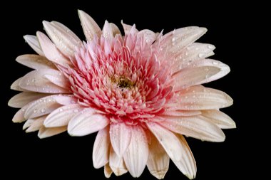 Koyu arkaplanda izole edilmiş güzel çiçeklerin yakın görüntüsü