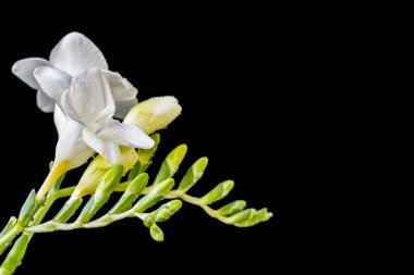 Koyu arkaplanda izole edilmiş güzel çiçeklerin yakın görüntüsü