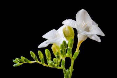 Koyu arkaplanda izole edilmiş güzel çiçeklerin yakın görüntüsü